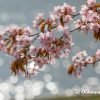 北斗市　桜の風景