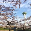 五稜郭公園　桜　2016