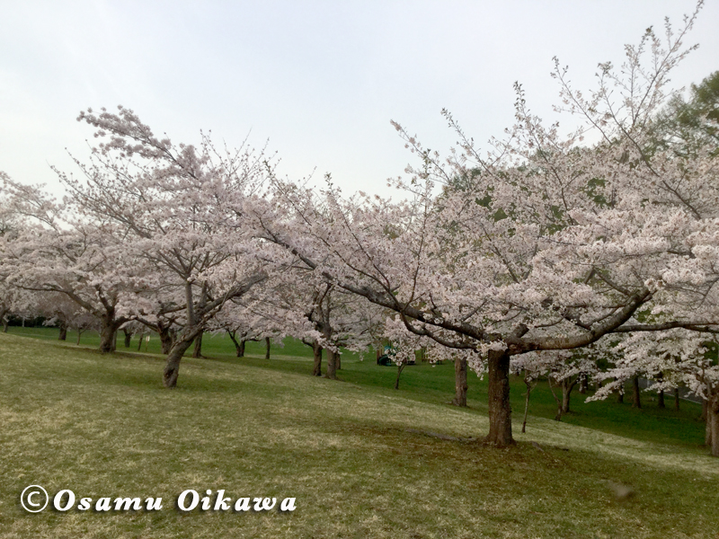 北斗市　八郎沼公演　桜