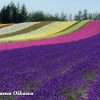 北海道　富良野市　ファーム富田　ラベンダー