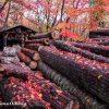 函館　香雪園　紅葉　2006