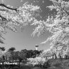 2017　桜　モノクロ　五稜郭公園