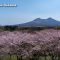 平成31年　2019年 北海道　森町　オニウシ公演　桜　駒ケ岳